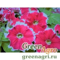 Семена Петуния многоцветковая бахромчатая (Petunia multiflora) "Kaliffo F1" (cherry rose picotee) pelleted 1000 шт.