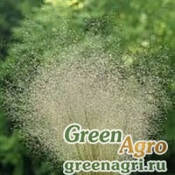 Семена Полевица ажурная (Agrostis nebulosa) гр 15 гр.