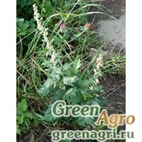 Семена Полынь побегоносная (Artemisia stolonifera) гр 2 гр.