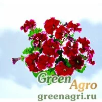 Семена Петуния многоцветковая бахромчатая (Petunia multiflora) "Kaliffo F1" (burgundy picotee) pelleted 1000 шт.