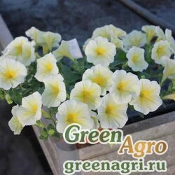 Семена Петуния ампельная гибридная (Petunia minimultiflora) "Pendolino F1" (yellow center) pelleted 1000 шт.