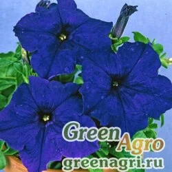 Семена Петуния крупноцветковая (Petunia grandiflora) "Donna F1" (blue) pelleted 1000 шт.