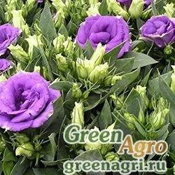 Семена Лизиантус (Эустома) крупноцветковый (Lisianthus grandiflorum) "Rosie F1" (lilac) pelleted 1000 шт.