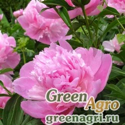 Семена Пион молочноцветковый (Paeonia lactiflora) гр 40 гр.
