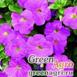 Семена Петуния ампельная гибридная (Petunia x hybrida) "Ramblin F1" (lavender) pelleted 100 шт.