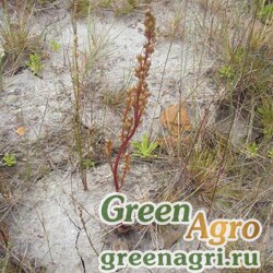 Семена Полынь илистая (Artemisia limosa) 2 гр.