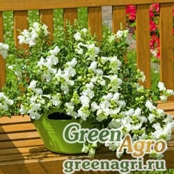 Семена Львиный зев (Антирринум) большой (Antirrhinum majus) "Arrow F1" (white) raw 1000 шт.