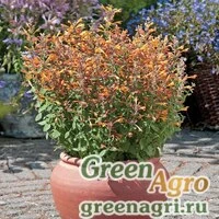 Семена Многоколосник гибридный (Agastache hybrida) "Arizona" (sandstone) raw 1000 шт.