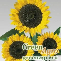 Семена Подсолнечник летний (Helianthus annuus) "Cutting Gold" (golden yellow) raw 100 шт.