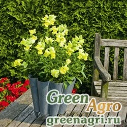 Семена Львиный зев (Антирринум) большой (Antirrhinum majus) "Arrow F1" (yellow) raw 1000 шт.