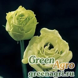 Семена Лизиантус (Эустома) крупноцветковый (Lisianthus grandiflorum) "Croma III F1" (yellow) pelleted 1000 шт.