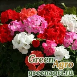 Семена Пеларгония х садовая (герань) (Pelargonium x hortorum) "CABARET F2" (Mix) scarified coated 1000 шт.