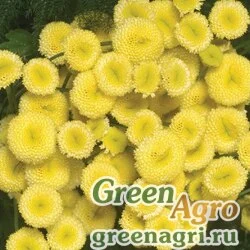 Семена Пиретрум (пижма) девичий (Tanacetum parthenium) "Vegmo" (sunny ball gold) pelleted 1000 шт.