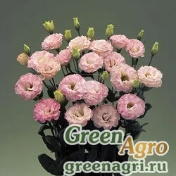 Семена Лизиантус (Эустома) крупноцветковый (Lisianthus grandiflorum) "Corelli III F1" (rose) pelleted 1000 шт.