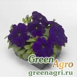 Семена Петуния многоцветковая (генетически компактная) (Petunia multiflora) "Damask F1" (blue) pelleted 100 шт.