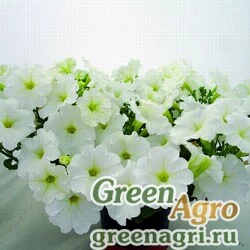 Семена Петуния ампельная гибридная (Petunia x hybrida) "Nuvolari F1" (white) raw 100 шт.