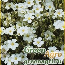 Семена Песчанка горная (Arenaria montana) "Blizzard" (white) raw 1000 шт.