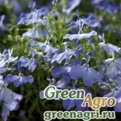 Лобелия ежевидная (Lobelia erinus) "Palace" (sky blue) multi-pelleted 100 шт.