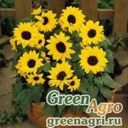 Семена Подсолнечник летний (Helianthus annuus) "Ballad" (yellow) treated 500 шт.