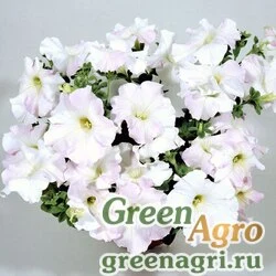 Семена Петуния ампельная гибридная (Petunia x hybrida) "Nuvolari F1" (pearly white) pelleted 1000 шт.
