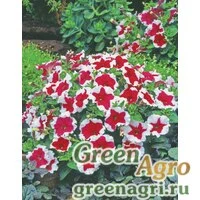 Семена Петуния многоцветковая (Petunia multiflora) "Candy F1" (red picotee) raw 1000 шт.
