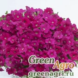 Семена Петуния ампельная гибридная (Petunia x hybrida) "Gioconda F1" (deep rose) pelleted 100 шт.