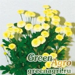 Семена Пиретрум (пижма) девичий (Tanacetum parthenium) "Vegmo" (yellow) pelleted 1000 шт.
