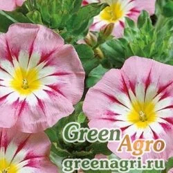 Семена Вьюнок Розовое знамя  (упак-50 гр.)