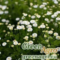 Семена Пиретрум (пижма) девичий (Tanacetum parthenium) "Vegmo" (snowball extra) pelleted 1000 шт.