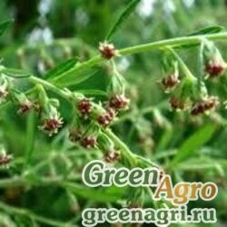 Семена Полынь индийская var.Максимовича (Artemisia indica var.maximoviсzii) гр 1 гр.