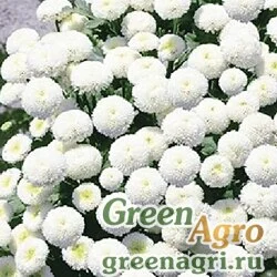 Семена Пиретрум девичий (Chrysanthemum parthenium) "Snowball" (white) 10 гр.