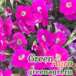 Семена Петуния ампельная гибридная (Petunia x hybrida) "Amore Mio F1" (rose with eye) pelleted 1000 шт.