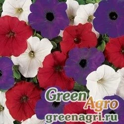 Семена Петуния ампельная гибридная (Petunia x hybrida) "Easy Wave F1" (mix the flag) pelleted 100 шт.