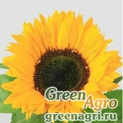 Семена Подсолнечник восточный (Helianthus orientalis) гр 2 гр.