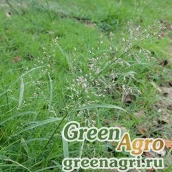 Семена Полевичка ржавая (Eragrostis ferruginea) 1 гр.