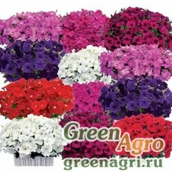 Семена Петуния ампельная гибридная (Petunia x hybrida) "Gioconda F1" (mix) raw 100 шт.