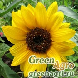 Семена Подсолнечник летний (Helianthus annuus) "Big Smile" raw 1000 шт.