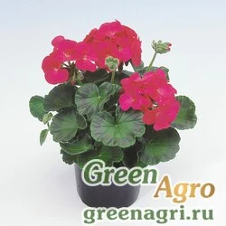 Семена Пеларгония х садовая (герань) (Pelargonium x hortorum) "Apache F1" (scarlet) raw 1000 шт.