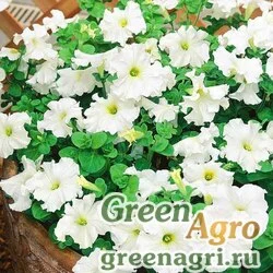 Семена Петуния ампельная гибридная (Petunia x hybrida) "Amore Mio F1" (white) pelleted 100 шт.