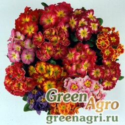 Семена Примула бесстебельная (Primula acaulis) "Bellissima F1" (bicolour & tricolour mixed) raw 1000 шт.
