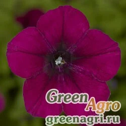 Семена Петуния ампельная гибридная (Petunia x hybrida) "Picobella Cascade F1" (burgundy) pelleted 100 шт.