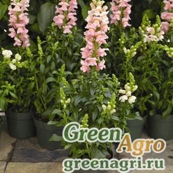 Семена Львиный зев (Антирринум) большой (Antirrhinum majus) "Arrow F1" (pink) raw 1000 шт.
