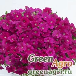 Семена Петуния ампельная гибридная (Petunia x hybrida) "Gioconda F1" (deep rose) raw 100 шт.