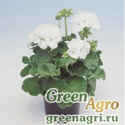 Семена Пеларгония х садовая (герань) (Pelargonium x hortorum) "Apache F1" (white) raw 1000 шт.