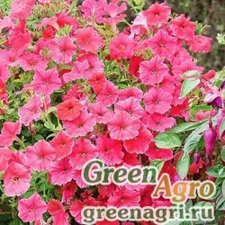 Семена Петуния ампельная гибридная (Petunia x hybrida) "Amore Mio F1" (salmon) pelleted 1000 шт.
