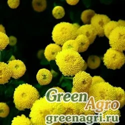 Семена Пиретрум девичий (Chrysanthemum parthenium) "Golden Ball" (gold) гр 10 гр.