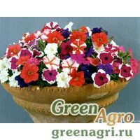 Семена Петуния мелкоцветковая (Petunia milliflora) "Bella F1" (pure mixed) pelleted 1000 шт.
