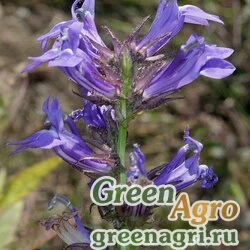 Семена Лобелия синяя (Lobelia siphilitica) 0,5 гр.