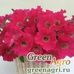 Семена Петуния ампельная гибридная (Petunia x hybrida) "Amore Mio F1" (rose) raw 1000 шт.