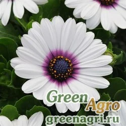 Семена Остеоспермум Эклона (Osteospermum ecklonis) "Akila F1" (white purple eye) raw 100 шт.